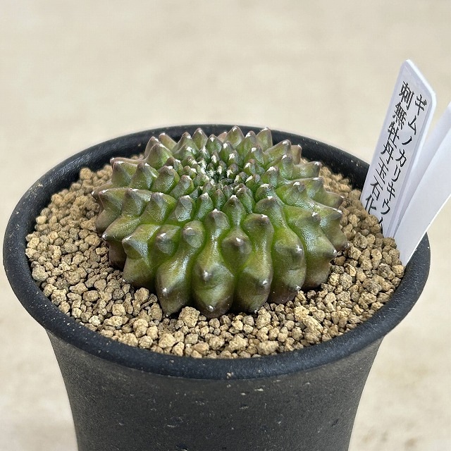 個体A】サボテン ギムノカリキウム 無刺牡丹玉石化 2.5号(現品