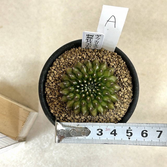 個体A】サボテン ギムノカリキウム 無刺牡丹玉石化 2.5号(現品