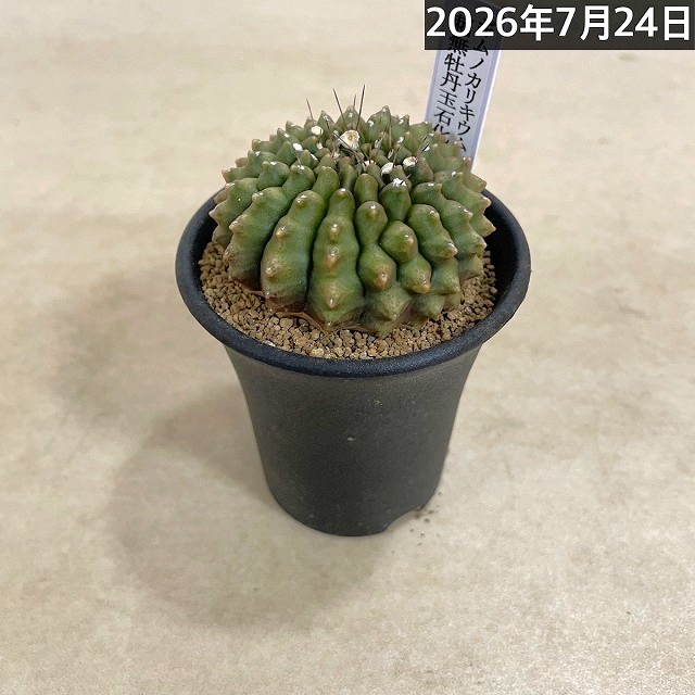 個体A】サボテン ギムノカリキウム 無刺牡丹玉石化 2.5号(現品
