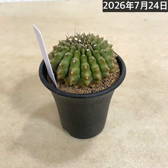 個体A】サボテン ギムノカリキウム 無刺牡丹玉石化 2.5号(現品