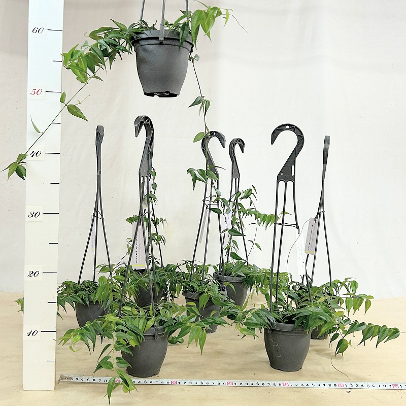 ホヤ レウカンサ 3.5号吊り鉢(個体おまかせ1鉢)｜芳樹園オンラインショップ