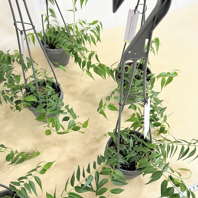 ホヤ レウカンサ 3.5号吊り鉢(個体おまかせ1鉢)｜芳樹園オンラインショップ