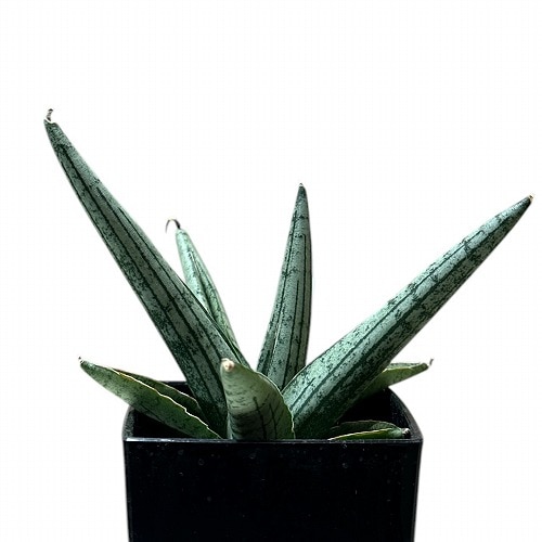 サンセベリア(サンスベリア) Sansevieria Helios dwarf 3号角鉢