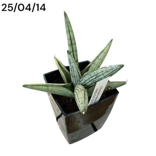 特大株 サンスベリア パウエル サンセベリア sansevieria サンセベリア(サンスベリア) Sansevieria Dancing queen 3号角鉢