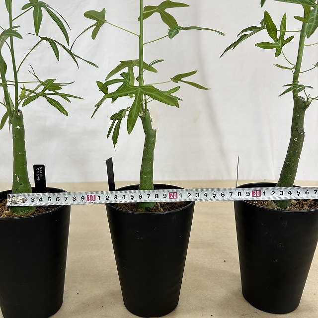 葉傷みあり】アデニア ベネナータ 4号ロング鉢(個体おまかせ1鉢