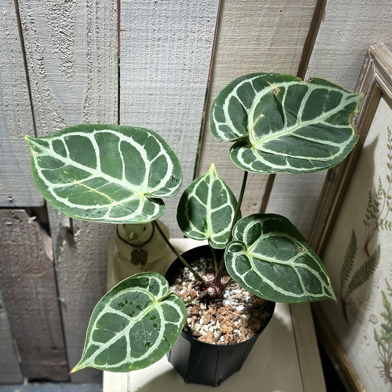 アンスリウム キングオブスペード × レッドクリスタリナム 4号黒