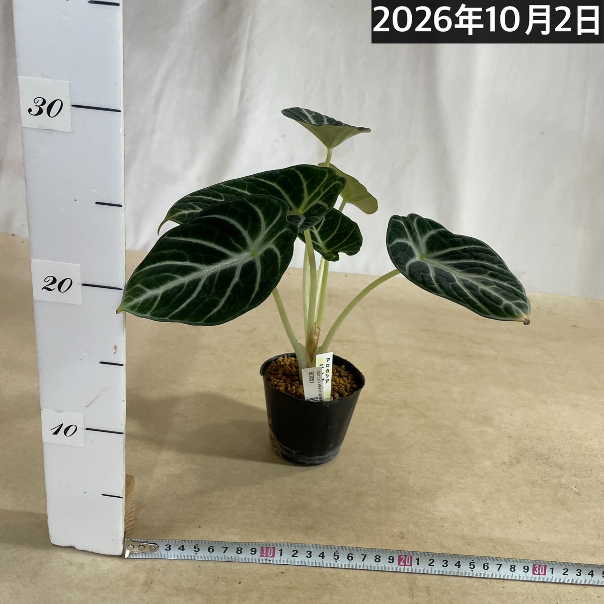 アロカシア ニンジャ 3号ポット(個体おまかせ1鉢)｜株式会社芳樹園