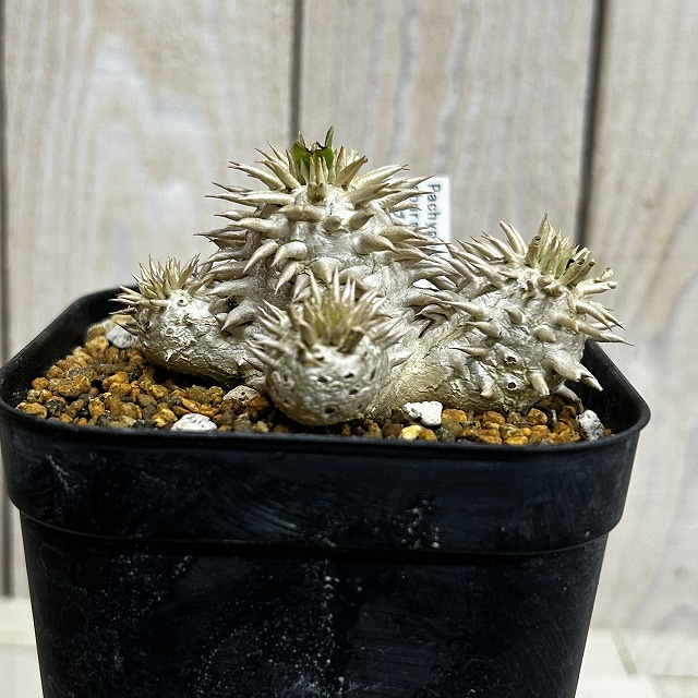 個体B】パキポディウム エブレネウム 10.5cm角鉢(現品)｜芳樹園