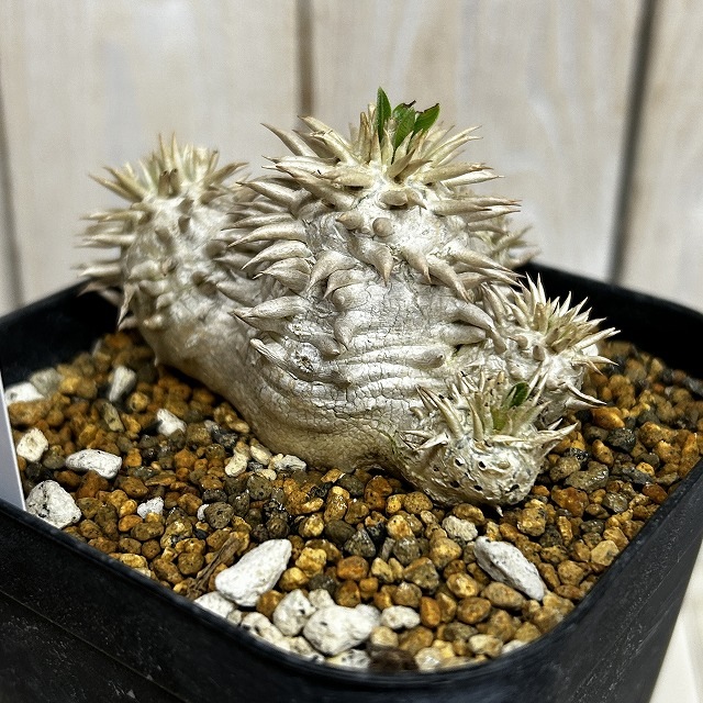 個体B】パキポディウム エブレネウム 10.5cm角鉢(現品)｜芳樹園