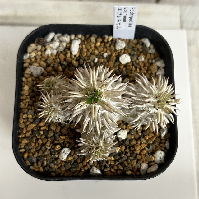 個体B】パキポディウム エブレネウム 10.5cm角鉢(現品)｜芳樹園
