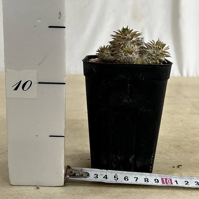 個体B】パキポディウム エブレネウム 10.5cm角鉢(現品)｜芳樹園