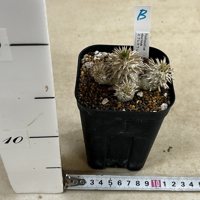 個体B】パキポディウム エブレネウム 10.5cm角鉢(現品)｜芳樹園