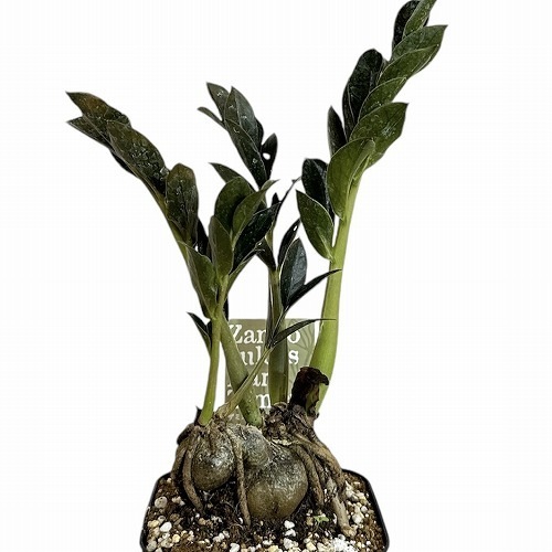 ザミオクルカス ダークザミクロ 4号｜観葉10-TU | □キーワードから