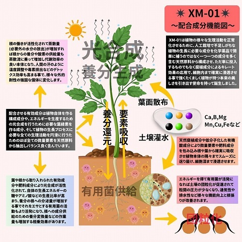 高浸透要素矯正型 発根促進剤(植物栄養剤) XM-01 300ml S&A PLANTS