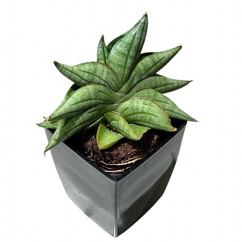サンスベリア ユキオンナ ① サンセベリア sansevieria Sansevieria