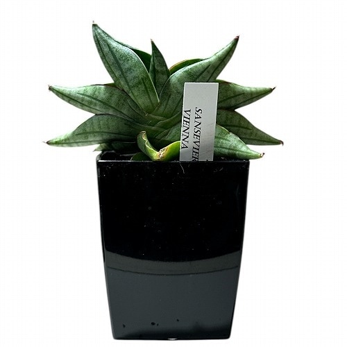 サンセベリア(サンスベリア) Sansevieria Vienna 3号角鉢カバー付(現品