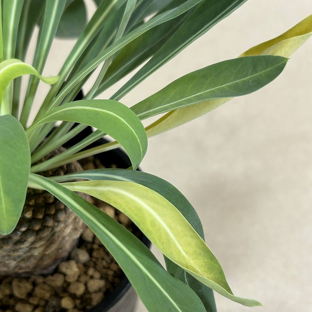 ユーフォルビア ブブレウリフォリア(鉄甲丸) 3.5号鉢(個体