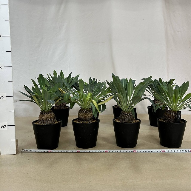 ユーフォルビア　鉄甲丸　超偏平　大株 （鉢付き） ユーフォルビア 鉄甲丸 超偏平 大株 （鉢付き） ユーフォルビア