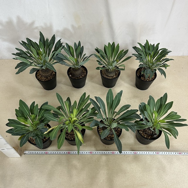 ユーフォルビア ブブレウリフォリア(鉄甲丸) 3.5号鉢(個体