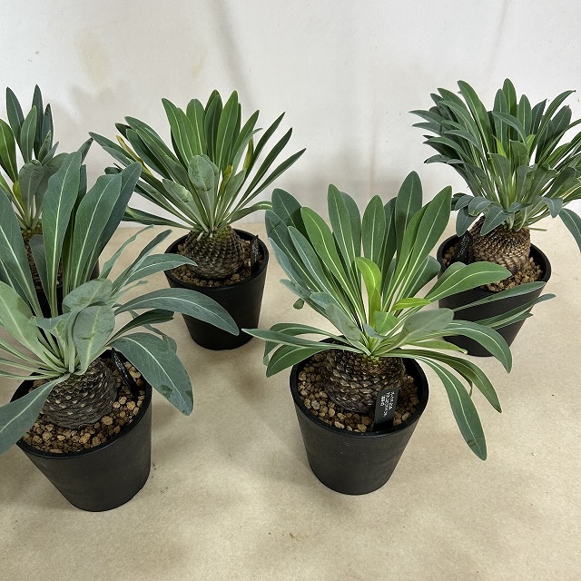 ユーフォルビア ブブレウリフォリア(鉄甲丸) 3.5号鉢(個体