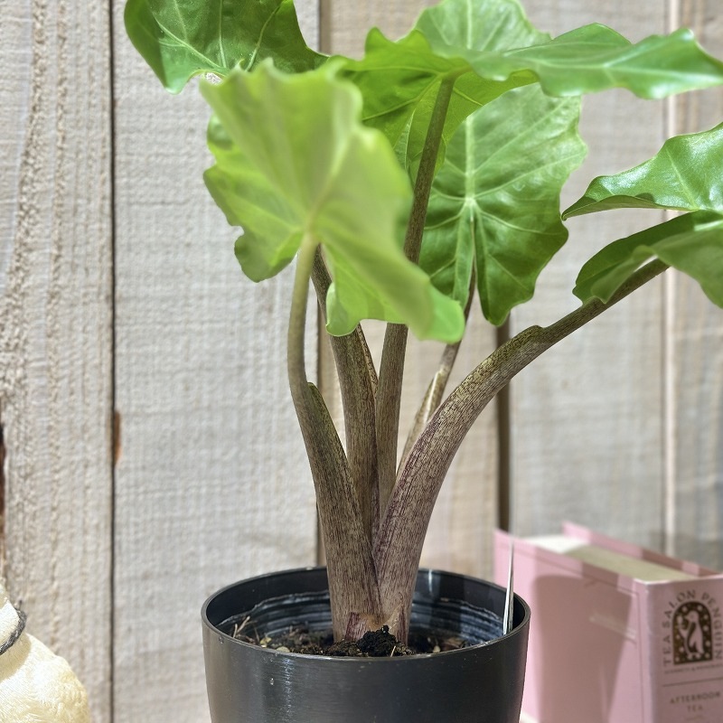 アロカシア ローライダー 4号(個体おまかせ1鉢)｜芳樹園オンラインショップ