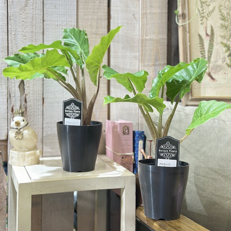 アロカシア ローライダー 4号(個体おまかせ1鉢)｜芳樹園オンラインショップ