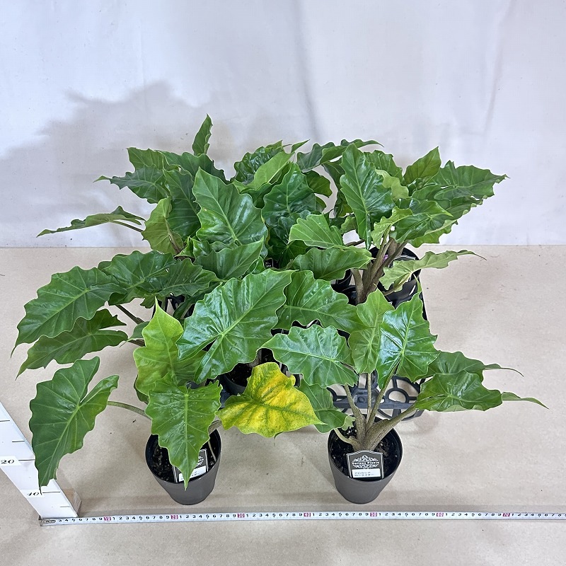 アロカシア ローライダー 4号(個体おまかせ1鉢)｜芳樹園オンラインショップ