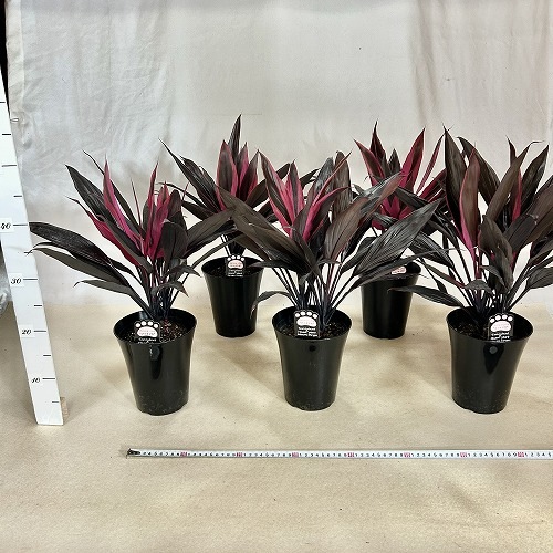 ドラセナ 愛知赤(アイチアカ) 5号ロング黒鉢｜芳樹園オンライン