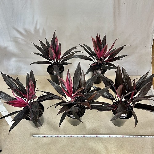 ドラセナ 愛知赤(アイチアカ) 5号ロング黒鉢｜芳樹園オンラインショップ