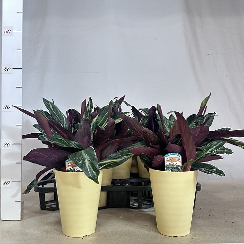 ストロマンテ(ウラベニショウ) マジックスター 4号(個体おまかせ1鉢