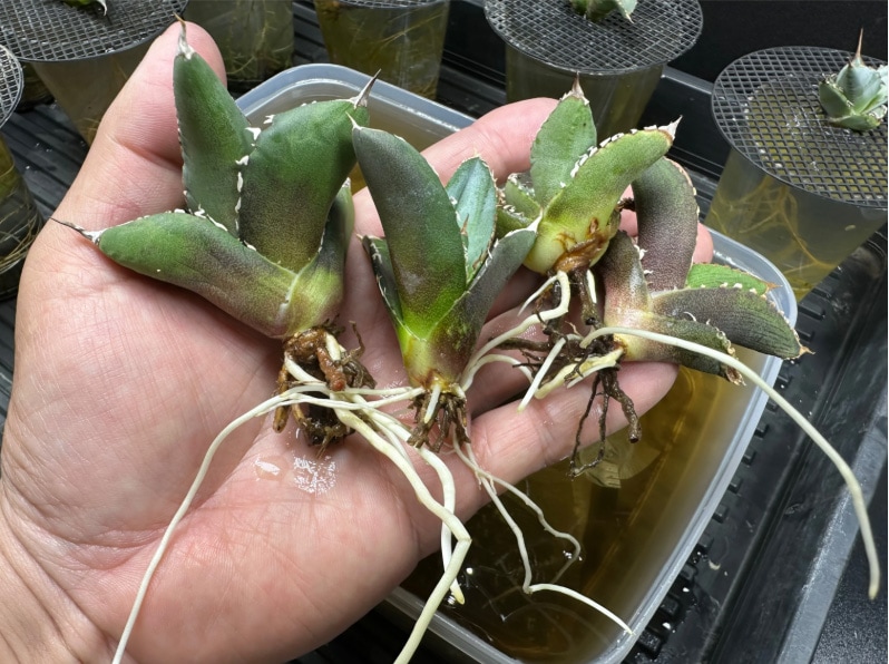 新型腐植酸 特殊肥料 H-ZERO 800g S&A PLANTS GARDEN｜芳樹園
