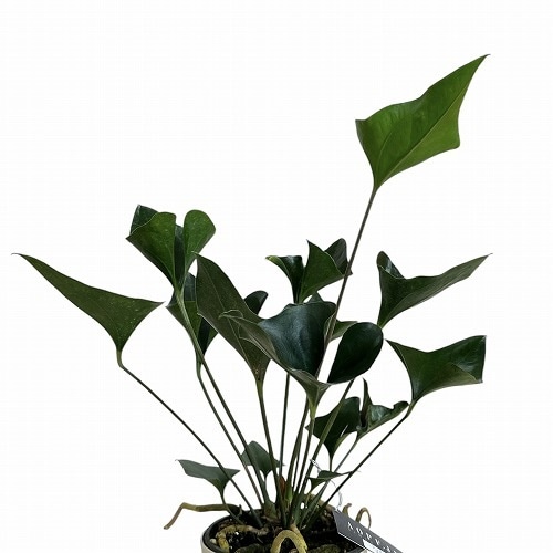 アンスリウム アンディコラ 5号｜芳樹園オンラインショップ