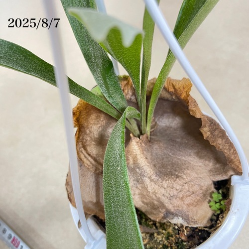 コウモリラン sp. 4号吊り鉢(現品)｜芳樹園オンラインショップ