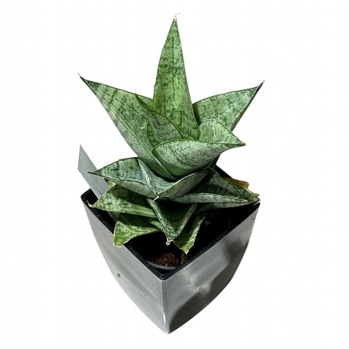 サンセベリア(サンスベリア) Sansevieria Piano 3号角鉢カバー付