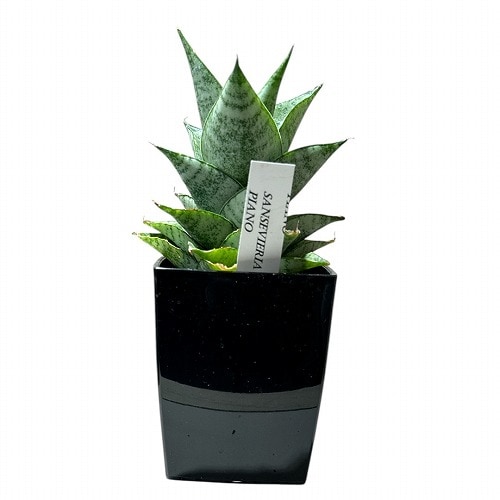 サンセベリア Calypso サンスベリア Sansevieria サンセベリア(サンスベリア) Sansevieria Piano 3号角鉢カバー付