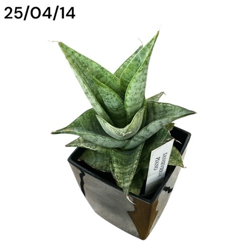 サンセベリア(サンスベリア) Sansevieria Piano 3号角鉢カバー付