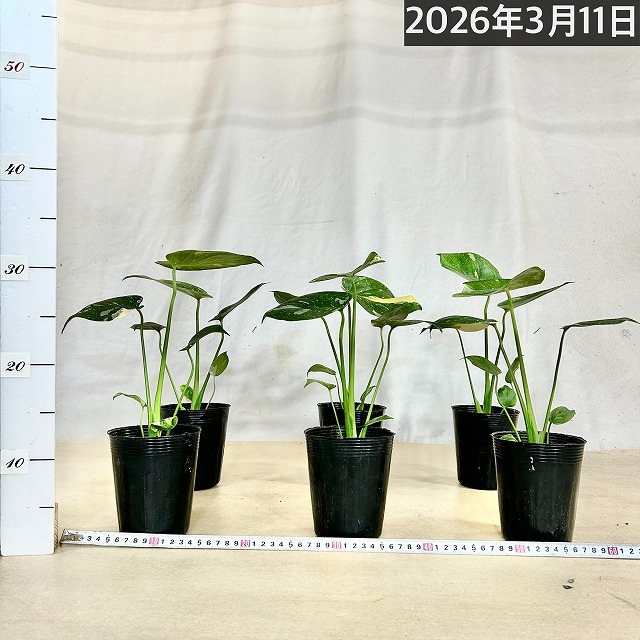 矮性モンステラ タイコンステレーション コンパクタ 3.5号ロングポット