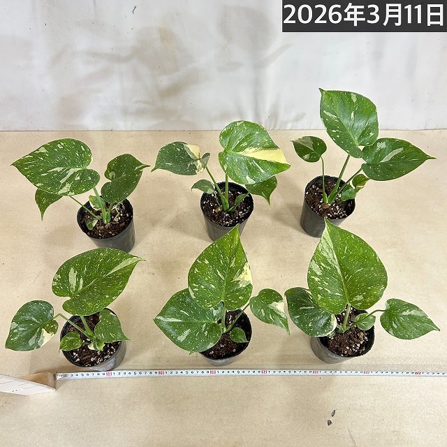 矮性モンステラ タイコンステレーション コンパクタ 3.5号ロングポット