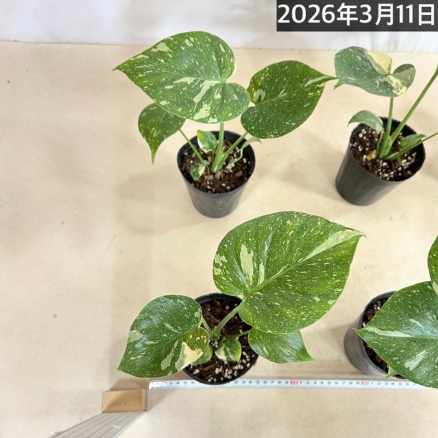 矮性モンステラ タイコンステレーション コンパクタ 3.5号ロングポット