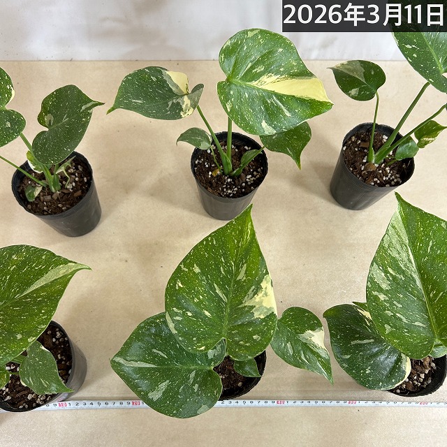 矮性モンステラ タイコンステレーション コンパクタ 3.5号ロングポット