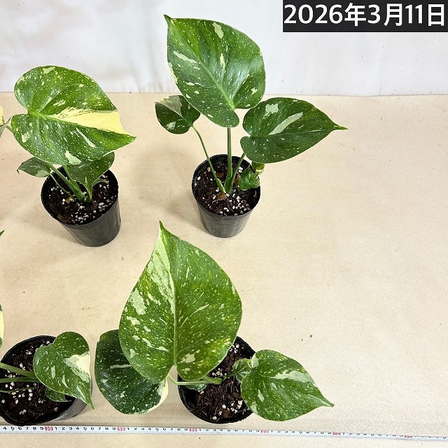 矮性モンステラ タイコンステレーション コンパクタ 3.5号ロングポット