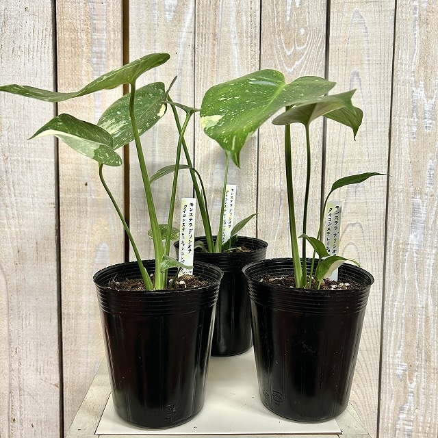 矮性モンステラ タイコンステレーション コンパクタ 3.5号ロングポット