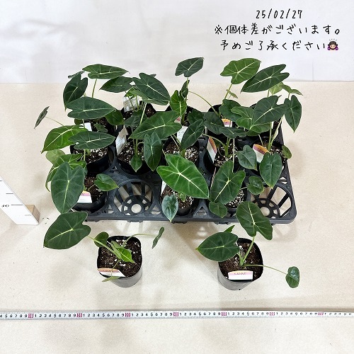 アロカシア グリーンベルベット 3号ポット｜芳樹園オンラインショップ