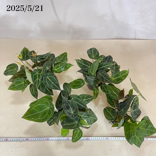 アンスリウムコンプリート 03/20 入荷植物① 花アンスリウム・原種系アンスリウム | 観葉