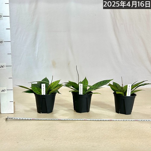 ホヤ(サクララン) カリストフィラ 3.5号硬質スリット鉢｜芳樹園