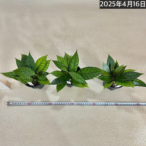 ホヤ(サクララン) カリストフィラ 3.5号硬質スリット鉢｜芳樹園