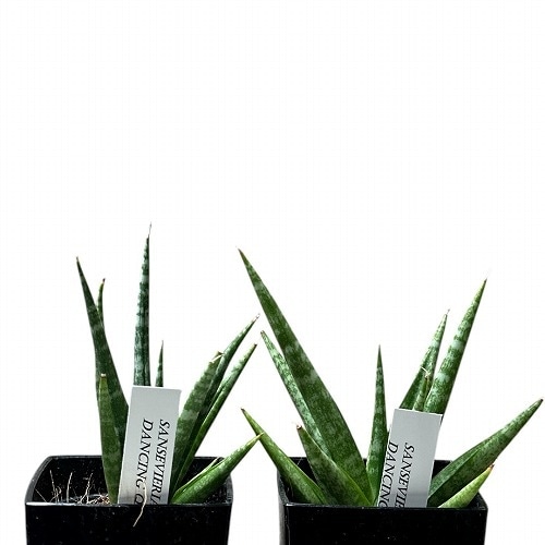 サンスベリア Sansevieria Sanruk サンセベリア サン ラック 「Sansevieria San Luk」31G | SHOUCH