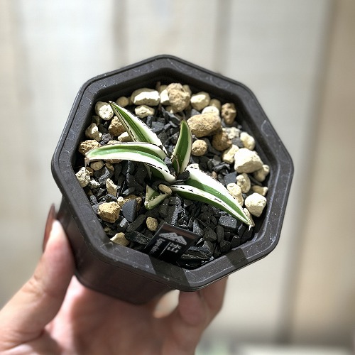 多肉植物アガベ 氷山 小株 3株同梱 発根済 多肉植物 アガベ チタノタ 冰雹 小株 3株同梱 発根済