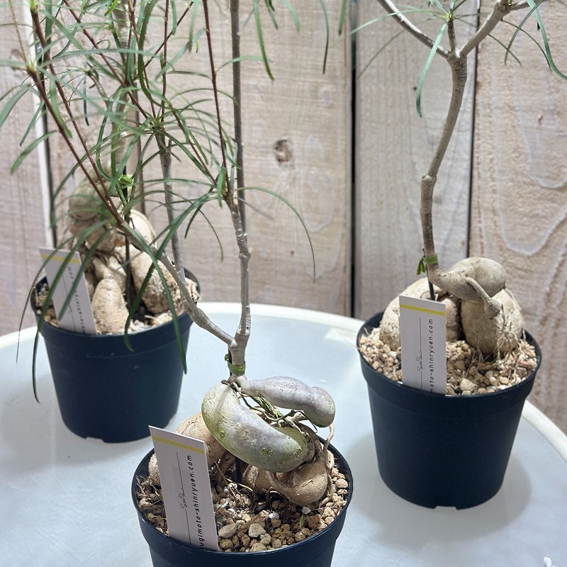 ユーフォルビア ヘディオトイデス 3.5号(個体おまかせ1鉢)｜芳樹園