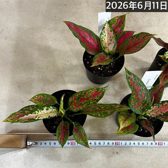 アグラオネマ アンヤマニーロングリーフ 3号硬質ポット(個体おまかせ1
